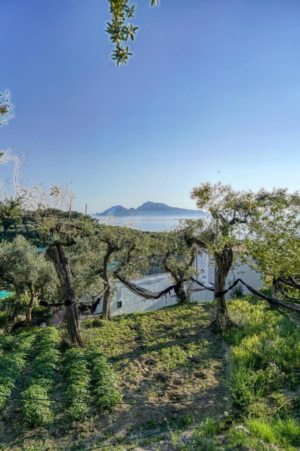 Villa Lorelei Massa Lubrense Εξωτερικό φωτογραφία